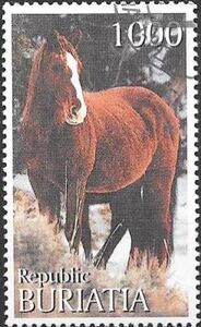 Brown horse