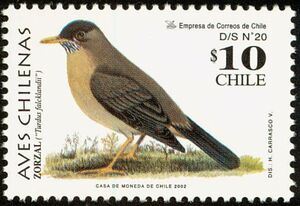 Austral Trush (Turdus falcklandii)
