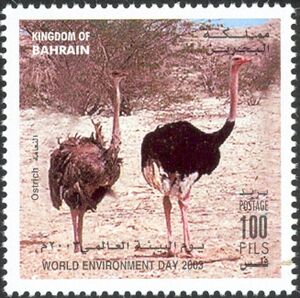 Ostrich (Struthio camelus)
