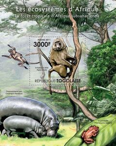 Olive Baboon (Papio anubis)