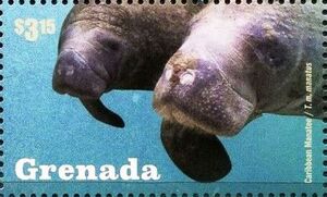 Marine Life - West Indian Manatees