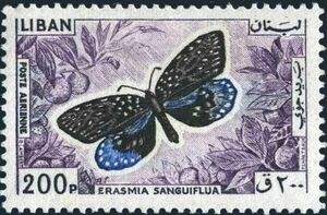 Indian Blue Moth (Erasmia sanguiflua)