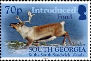 Reindeer (Rangifer tarandus)