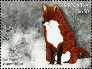 Red fox