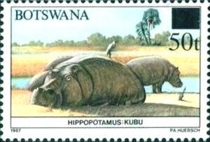 Hippopotamus (Hippopotamus amphibius)