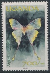 African Moon Moth (Argema mimosae)