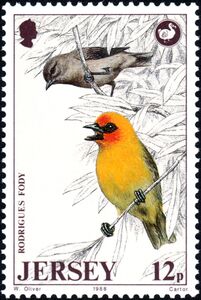 Rodrigues Fody (Foudia flavicans) 