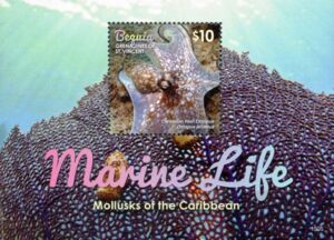 Caribbean Reef Octopus (Octopus briareus)