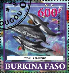 Atlantic Spotted Dolphin (Stenella frontalis)