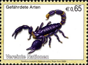 Emperor Scorpion (Pandinus imperator)