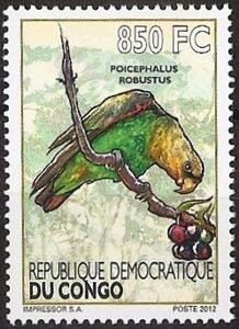 Brown-necked Parrot (Poicephalus robustus)