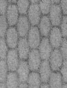 The coat of arms of Danzig with lions