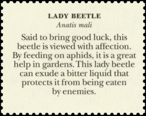 Eye-spotted Lady Beetle (Anatis mali)