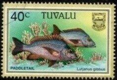 Paddletail (Lutjanus gibbus)