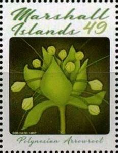 Polynesian Arrowroot