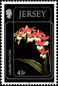 Calanthe "Five Oaks"