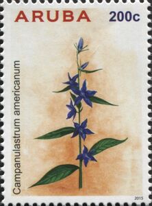 Campanulastrum americanum