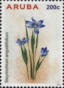 Sisyrinchium angustifolium