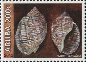 Atlantic Partridge Tun (Tonna maculosa)