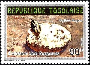 Ball Python (Python regius)