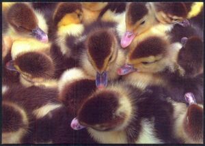 Ducklings