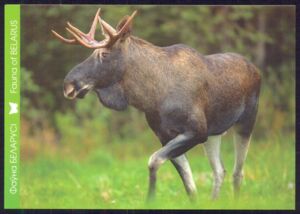 Elk (Alces alces)