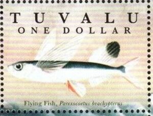 Flying Fish (Parexocoetus brachypterus)