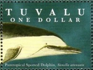 Pantropical Spotted Dolphin (Stenella attenuata)