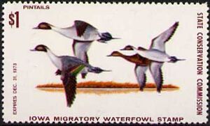 Northern pintail (Anas acuta)