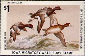 Lesser scaup (Aythya affinis)