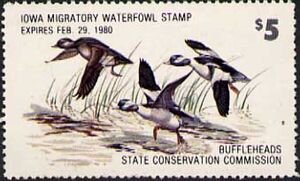 Bufflehead (Bucephala albeola)