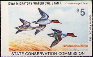 Green-winged teal (Anas carolinensis)