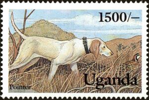 Pointer (Canis lupus familiaris)