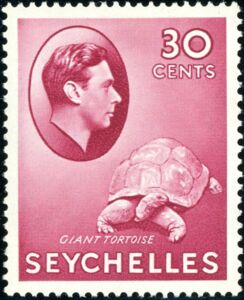 Aldabra Giant Tortoise (Aldabrachelys gigantea)