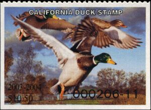 Mallard (Anas platyrhynchos)