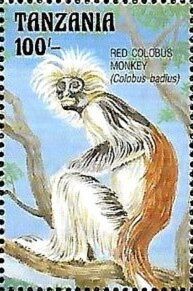 Red Colobus Monkey (Colobus badius) (see Description)