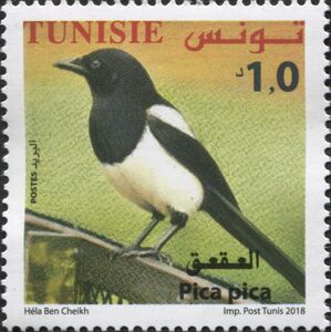 Magpie (Pica pica)