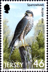 Sparrowhawk (Accipiter nisus)