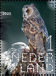 Long-Eared Owl (Asio otus)