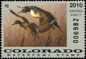 Northern pintail (Anas acuta)