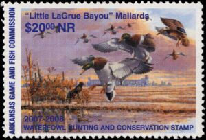 Mallard (Anas platyrhynchos)