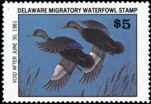 American black duck (Anas rubripes)