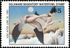 Snow goose (Anser caerulescens)