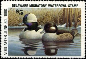 Bufflehead (Bucephala albeola)