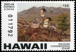 Nene geese (Branta sandvicensis)