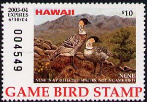 Nene geese (Branta sandvicensis)