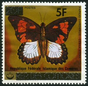 African Swallowtail (Papilio dardanus ssp. cenea)