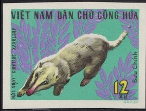 Greater Hog Badger (Arctonyx collaris)