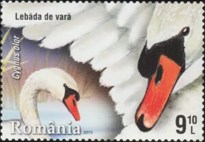 Mute Swan (Cygnus olor)