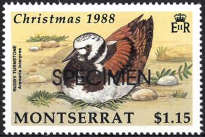 Ruddy Turnstone (Arenaria interpres)